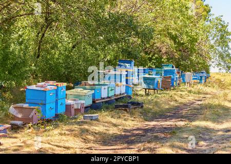 Casa Bee prova si trova in una fila di verde di alberi in giorno di sole. Indizi per api sono in una linea nel mezzo della foresta Foto Stock