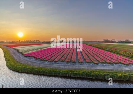 Campo di tulipani vicino ad Alkmaar, Paesi Bassi Foto Stock