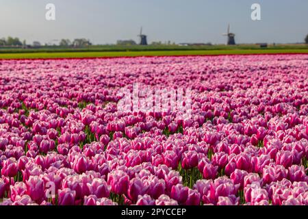 Campo di tulipani con mulino a vento Ondermolen vicino ad Alkmaar, Paesi Bassi Foto Stock