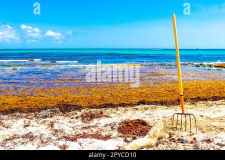 Pitchfork rastrello scopa alghe spiaggia sargazo Playa del Carmen Messico. Foto Stock