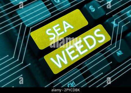 Testo che mostra ispirazione alghe marine. Business idea grandi alghe che crescono in mare o oceano piante marine flora Foto Stock