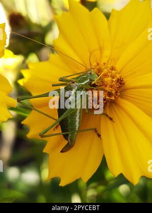 Grasshopper che si nutre del polline di un fiore da vicino Foto Stock