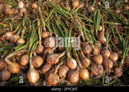 Cumuli di cipolle raccolte essiccate in una serra agricola Foto Stock