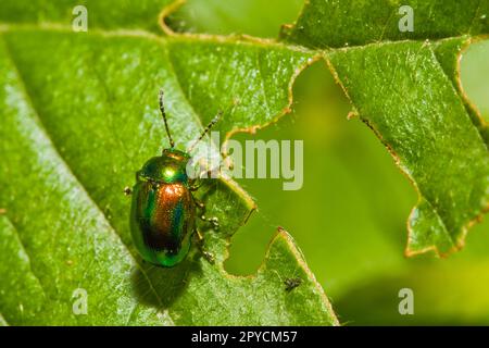 Cetonia aurata chiamata rosetta Foto Stock