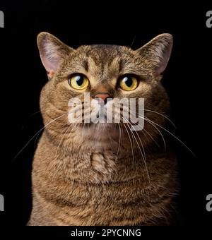Un ritratto di un gatto scozzese a orecchie dritte grigio adulto su uno sfondo nero, l'animale sta guardando la macchina fotografica. Foto Stock