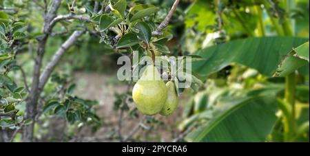 Pere su un ramo. Frutta biologica coltivata senza prodotti chimici Foto Stock