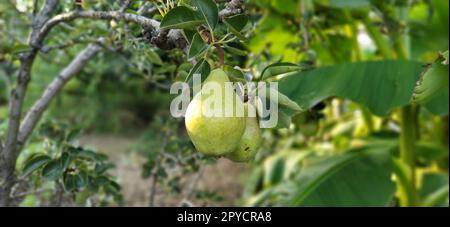 Pere su un ramo. Frutta biologica coltivata senza prodotti chimici Foto Stock