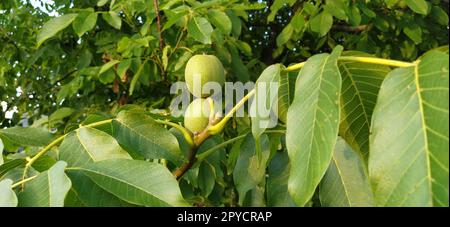 prugne su un ramo. Frutti maturi viola su un albero di prugna. Foglie verdi e alcune prugne. Raccolto Foto Stock