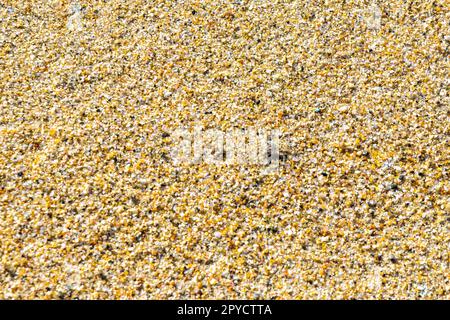 I granchi di granchio della spiaggia di sabbia scorrono in giro sulla spiaggia. Foto Stock