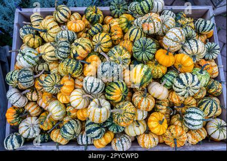 Piccole zucche ornamentali a righe rotonde mangiabili in un cesto di legno in una fattoria in vendita nel mese di ottobre, Natale, Halloween in vendita, vista dall'alto Foto Stock