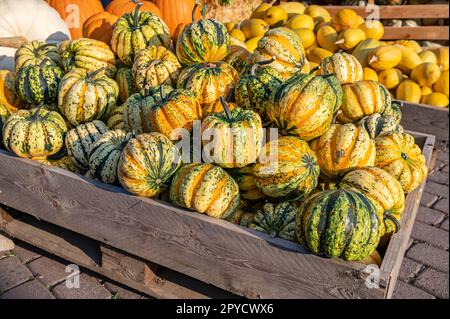 Zucca rotonda a strisce gialle arancioni e verdi zucche ornamentali giacenti in un cesto di legno in una fattoria per la vendita durante il Ringraziamento ottobre Halloween Foto Stock