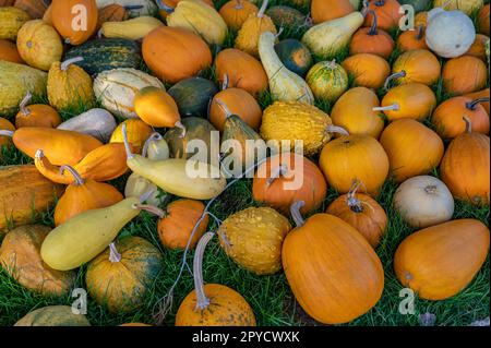 Variazione di diversi colori arancio, giallo e verde, zucca ornamentale rotonda e a forma di uovo sdraiata su un prato, nessuna gente Foto Stock