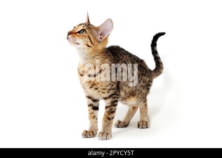 Gatto dai capelli lisci e purei su sfondo bianco isolato Foto Stock