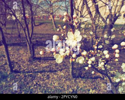 Un albero che fiorisce con fiori bianchi. Ciliegia, mela, prugna o ciliegia dolce in fiore. Delicati petali bianchi. Cartolina. Congratulazioni per il giorno della primavera. Vecchio effetto film. Tonalità rosa Foto Stock