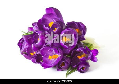 fiori di crocus su sfondo bianco - fiori freschi di primavera Foto Stock