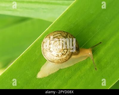 Primo piano della lumaca d'uva su una foglia verde Foto Stock