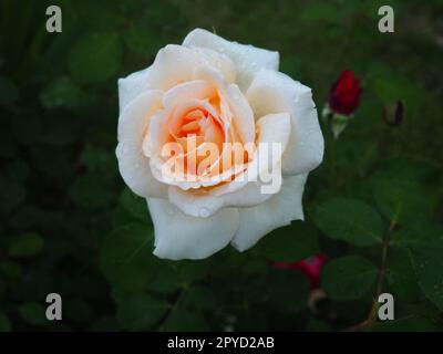 rosa gialla in giardino. Sfumature gialle e bianche nel colore dei petali. Foglie verdi sullo sfondo. Messa a fuoco morbida Foto Stock