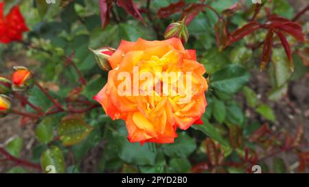 rosa gialla in giardino. Sfumature gialle e bianche nel colore dei petali. Foglie verdi sullo sfondo. Messa a fuoco morbida Foto Stock