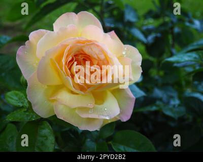 rosa gialla in giardino. Sfumature gialle e bianche nel colore dei petali. Foglie verdi sullo sfondo. Messa a fuoco morbida Foto Stock