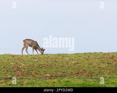 Capriolo mangiare Foto Stock