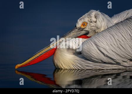 Primo piano del pellicano dalmata riflesso nell'acqua Foto Stock