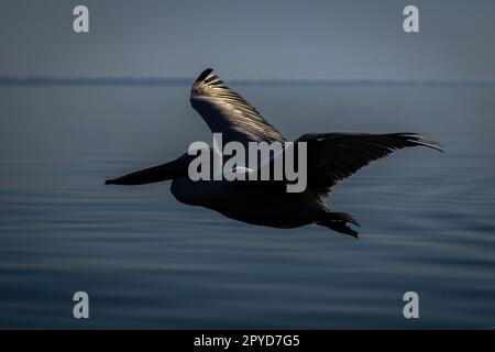 Il pellicano dalmata vola retroilluminato attraverso il lago calmo Foto Stock