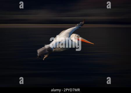 Padella lenta di bacino dalmata che attraversa il lago Foto Stock