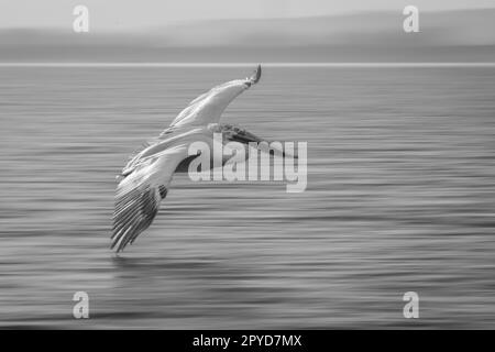 Padella monostra di laguna pelicana che attraversa Foto Stock