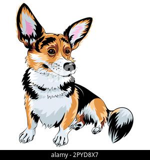 Disegno a colori del cane Pembroke Corgi gallese razza seduta e sorridente Foto Stock