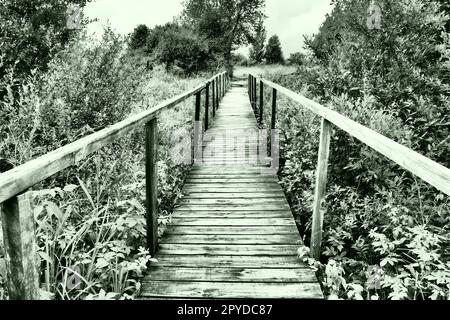 Un vecchio ponte sospeso in legno sopra un fosso paludoso con alta erba verde. Strada verso il nulla. Un posto abbandonato. Escursioni nella natura. Due corrimano lunghi per la sicurezza. Stazione Nyrki, Carelia. Serata nuvolosa. Foto Stock