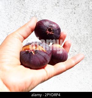 Il fico o o albero di fico comune, o Ficus carica è una pianta decidua subtropicale del genere Ficus della famiglia dei gelsi. Cibo sano. Frutti di fico viola maturi nel palmo della mano della donna. Foto Stock