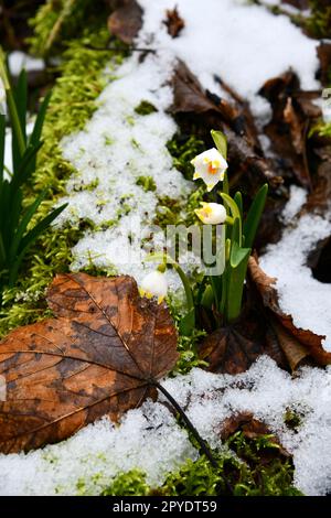 fiocchi di neve in fiore su un pavimento di foresta umido Foto Stock