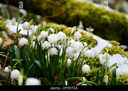 fiocchi di neve in fiore su un pavimento di foresta umido Foto Stock