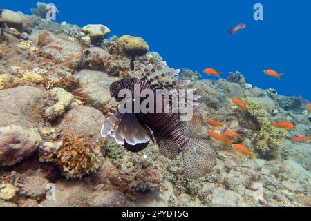 Pesce leone rosso, pesce di mare predatore sopra la colorata barriera corallina in fondo al mare tropicale, paesaggio sottomarino Foto Stock