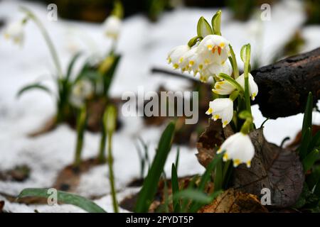 fiocchi di neve in fiore su un pavimento di foresta umido Foto Stock