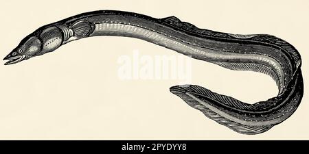 Il pesce d'acqua dolce - anguilla europea (Anguilla anguilla). Antica illustrazione stilizzata. Foto Stock