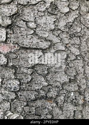 sfondo della corteccia degli alberi incrinato Foto Stock