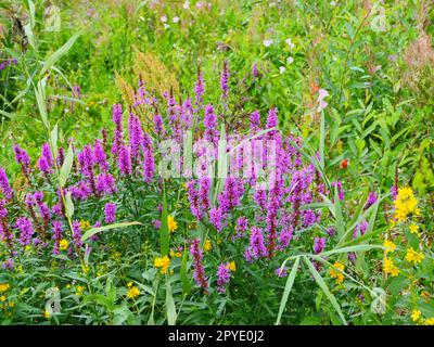 Lythrum salicaria fiore selvatico brillante Foto Stock