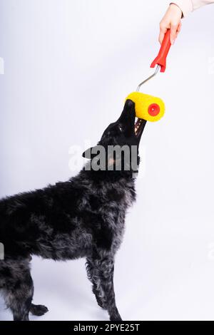 Uomo dipingere il suo cane facendo lavori di ristrutturazione in camera. Buon rapporto tra un cane e il suo proprietario Foto Stock