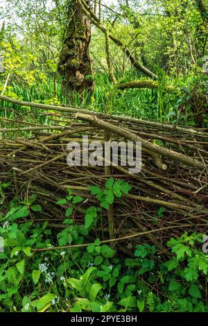 Recinzione in legno tradizionale fatta a mano con ramoscelli e rami tessuti. Concetto rustico, coltivando, sostenibile, conservazione, Eco-amichevole, artigianato country Foto Stock