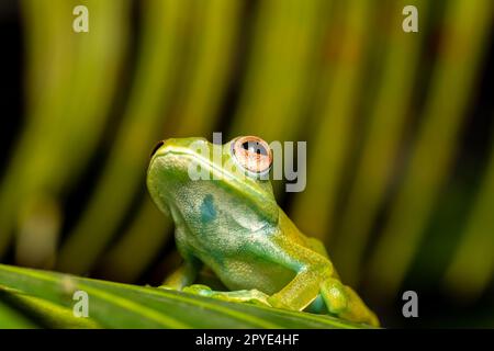 Boophis sibilans, rana dal Parco Nazionale di Ranomafana, Madagascar fauna selvatica Foto Stock