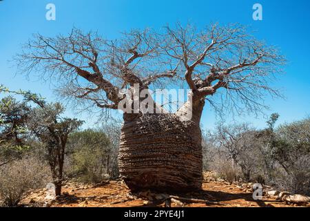 Nonna Fony baobab, Adansonia rubrostipa, Tsimanampetsotsa parco nazionale. Madagascar Foto Stock