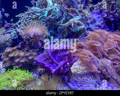 Mondo sottomarino con coralli e pesci tropicali in una barriera corallina. Coralli, anemoni, creature in un acquario marino. Foto Stock