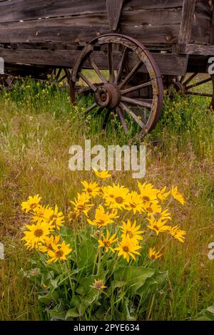 Un vecchio carro di legno presso lo storico Dalles Mountain Ranch vicino a Lyle, nella contea di Klickitat, Washington, USA, con fiori di Balsamroot in primo piano. Foto Stock