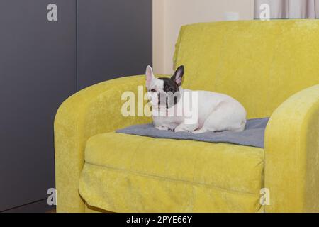 Adorabile bulldog francese sdraiato sulla poltrona Foto Stock