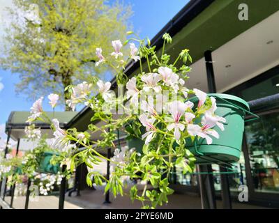 Pelargonium è un genere di piante della famiglia Geraniumaceae. Geranio ivy bianco con vene rosse su petali. Scatola di fiori. Decorazioni di balconi, finestre, facciate di case, strade, prati. Cranesbill. Foto Stock