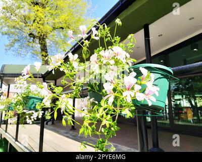 Pelargonium è un genere di piante della famiglia Geraniumaceae. Geranio ivy bianco con vene rosse su petali. Scatola di fiori. Decorazioni di balconi, finestre, facciate di case, strade, prati. Cranesbill. Foto Stock