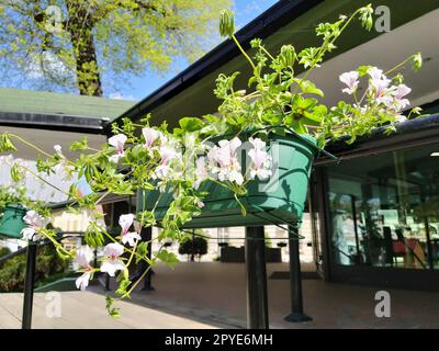 Pelargonium è un genere di piante della famiglia Geraniumaceae. Geranio ivy bianco con vene rosse su petali. Scatola di fiori. Decorazioni di balconi, finestre, facciate di case, strade, prati. Cranesbill. Foto Stock