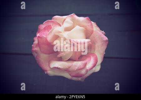 Rosa su sfondo nero. Un bocciolo rosa giallo giace lateralmente su un tavolo nero. Spianatura piatta. Layout festivo per San Valentino, festa della mamma, 8 marzo, dichiarazione d'amore. Foto Stock