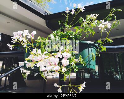 Pelargonium è un genere di piante della famiglia Geraniumaceae. Geranio ivy bianco con vene rosse su petali. Scatola di fiori. Decorazioni di balconi, finestre, facciate di case, strade, prati. Cranesbill. Foto Stock